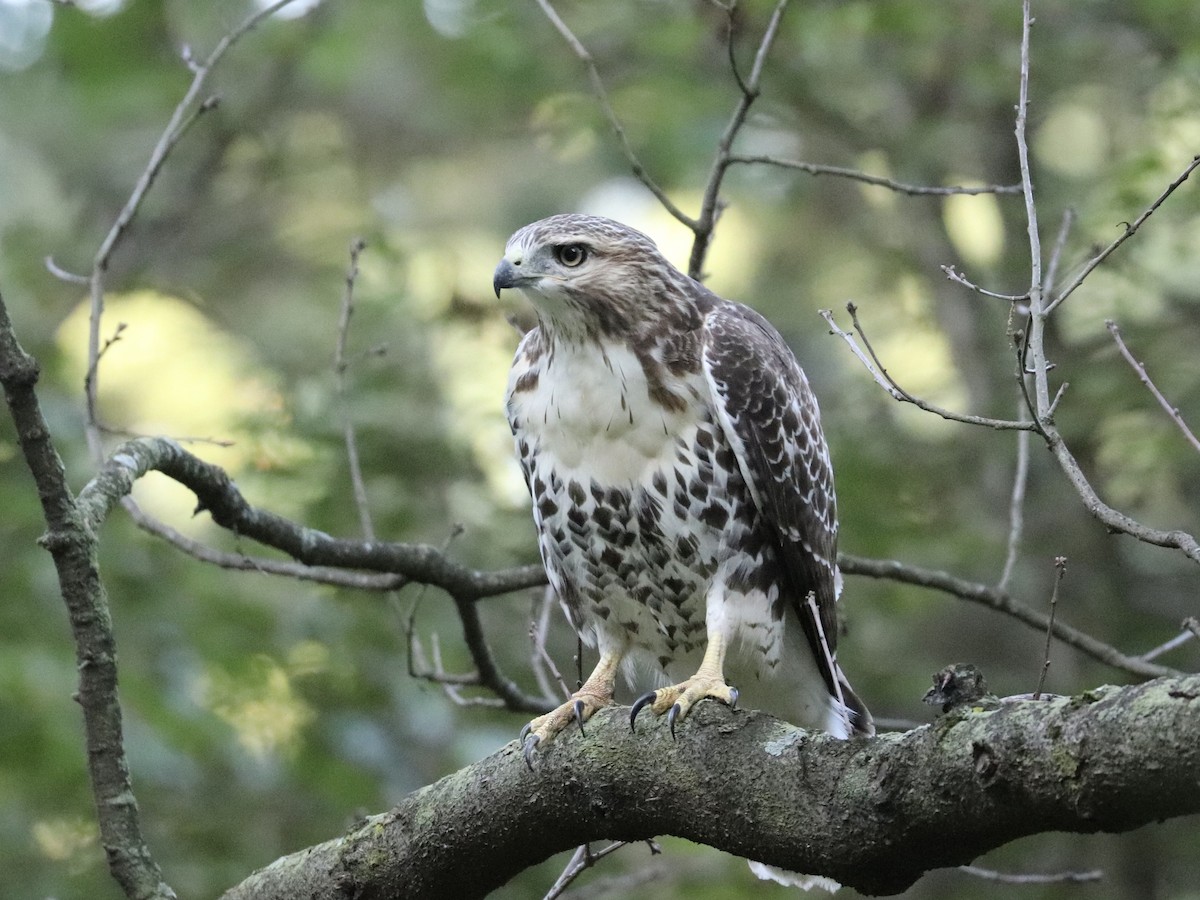 Red-tailed Hawk - ML641618376