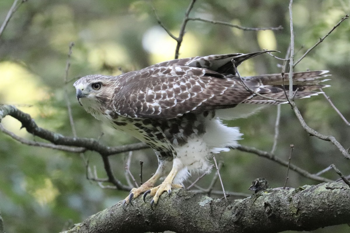 Red-tailed Hawk - ML641618377