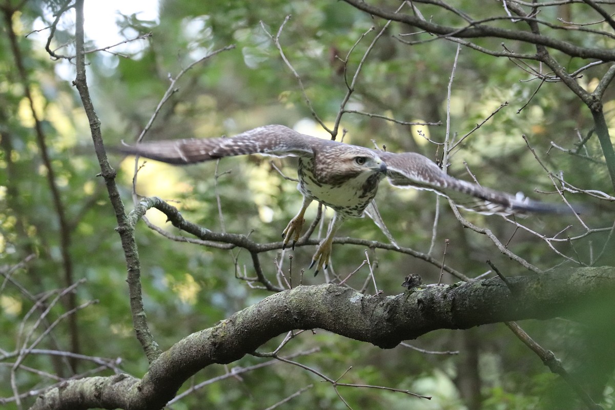 Red-tailed Hawk - ML641618387