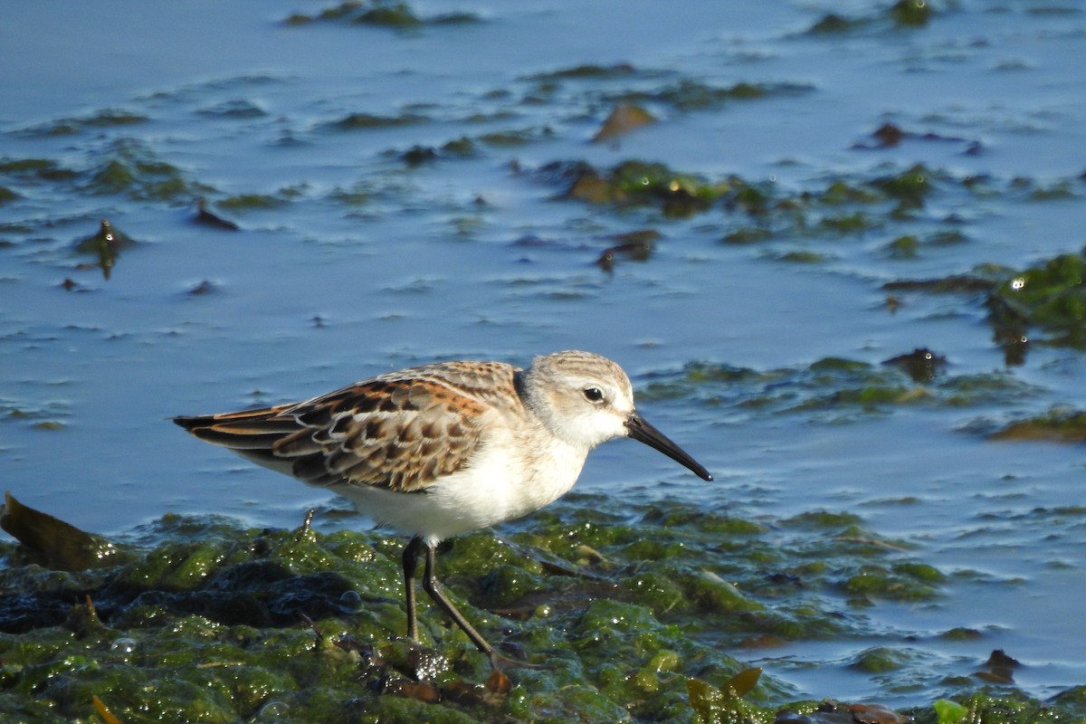 Western Sandpiper - ML641618388