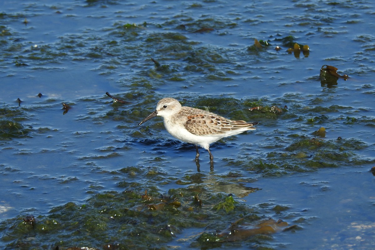 Western Sandpiper - ML641618389