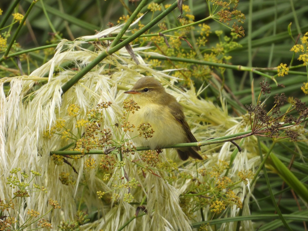 Willow Warbler - ML641618395