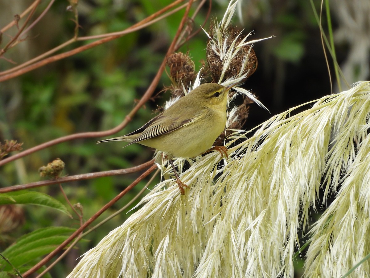 Willow Warbler - ML641618396