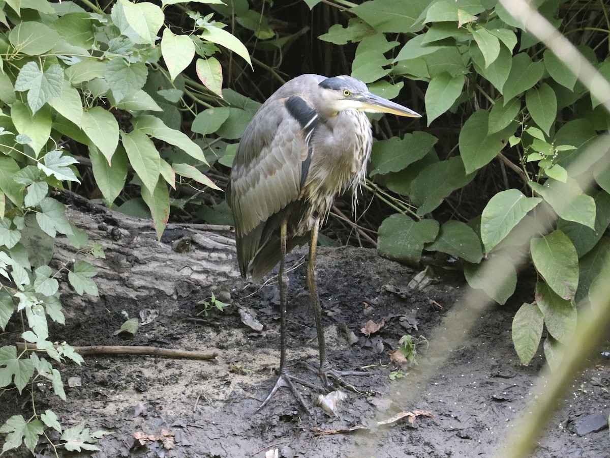 Great Blue Heron (Great Blue) - ML641618398