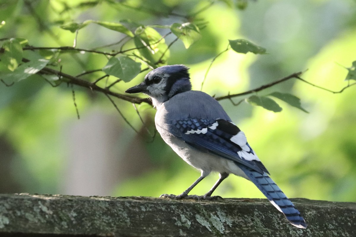 Blue Jay - ML641618401