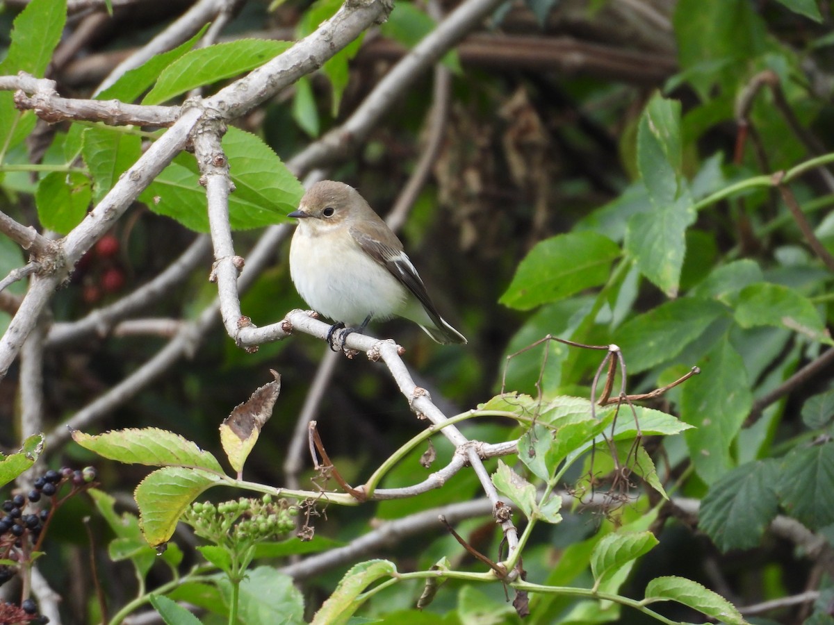 European Pied Flycatcher - ML641618405