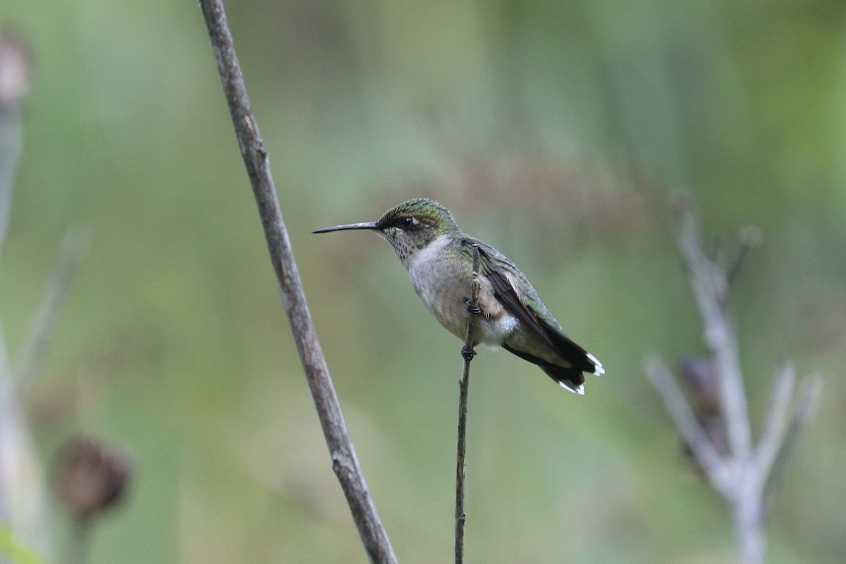 Ruby-throated Hummingbird - ML641618409