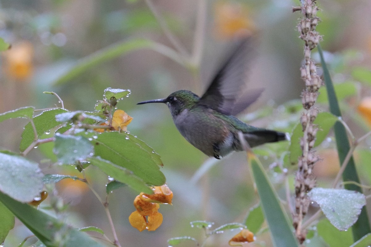 Ruby-throated Hummingbird - ML641618410