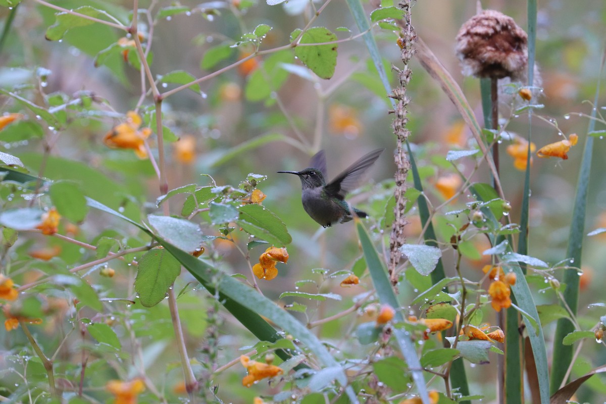 Ruby-throated Hummingbird - ML641618411