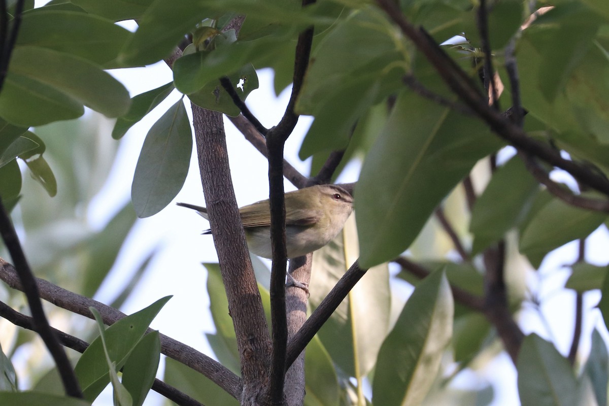 Red-eyed Vireo - ML641618432