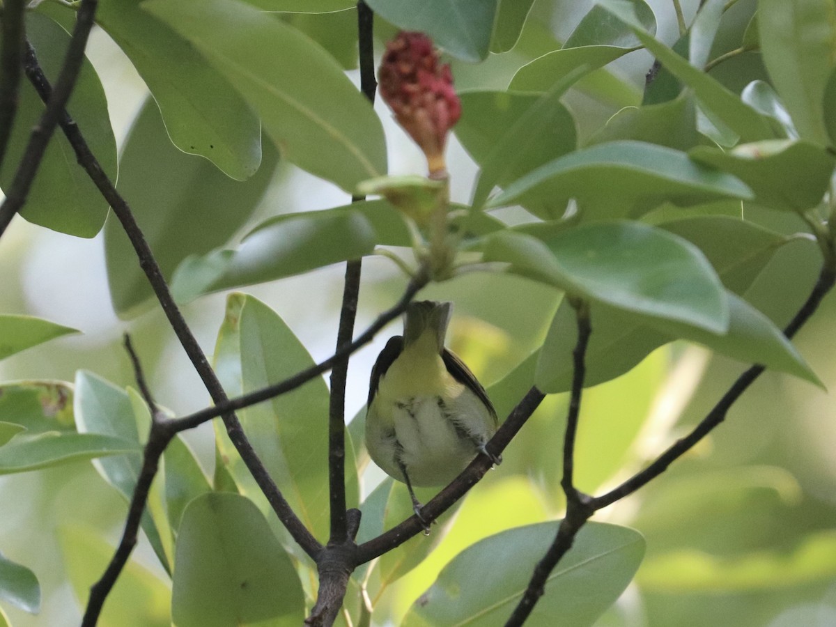 Red-eyed Vireo - ML641618433