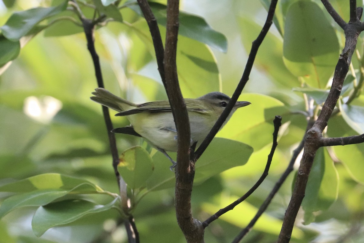 Red-eyed Vireo - ML641618436