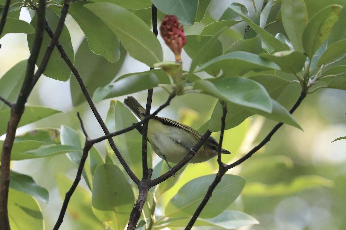 Red-eyed Vireo - ML641618438