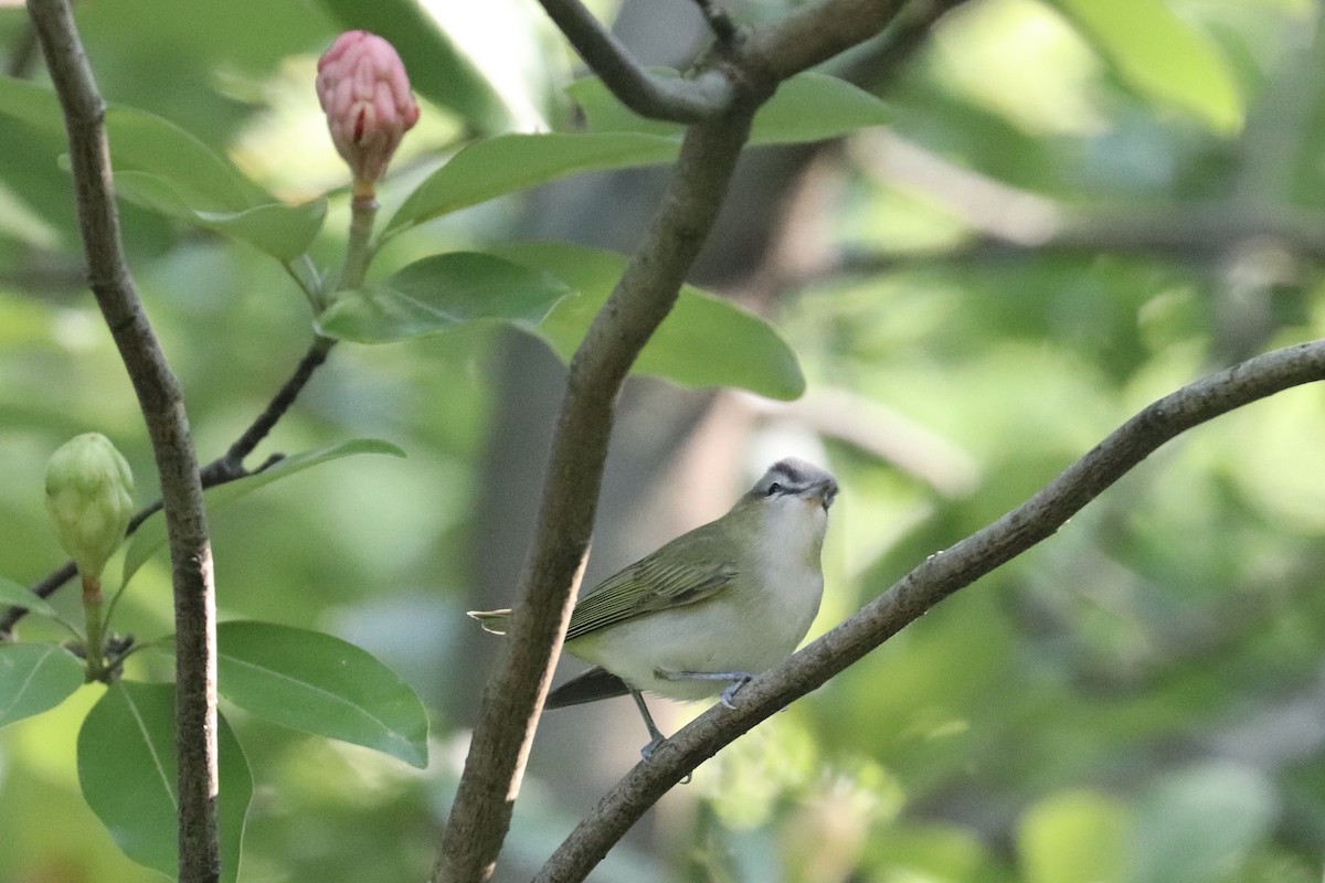 Red-eyed Vireo - ML641618440