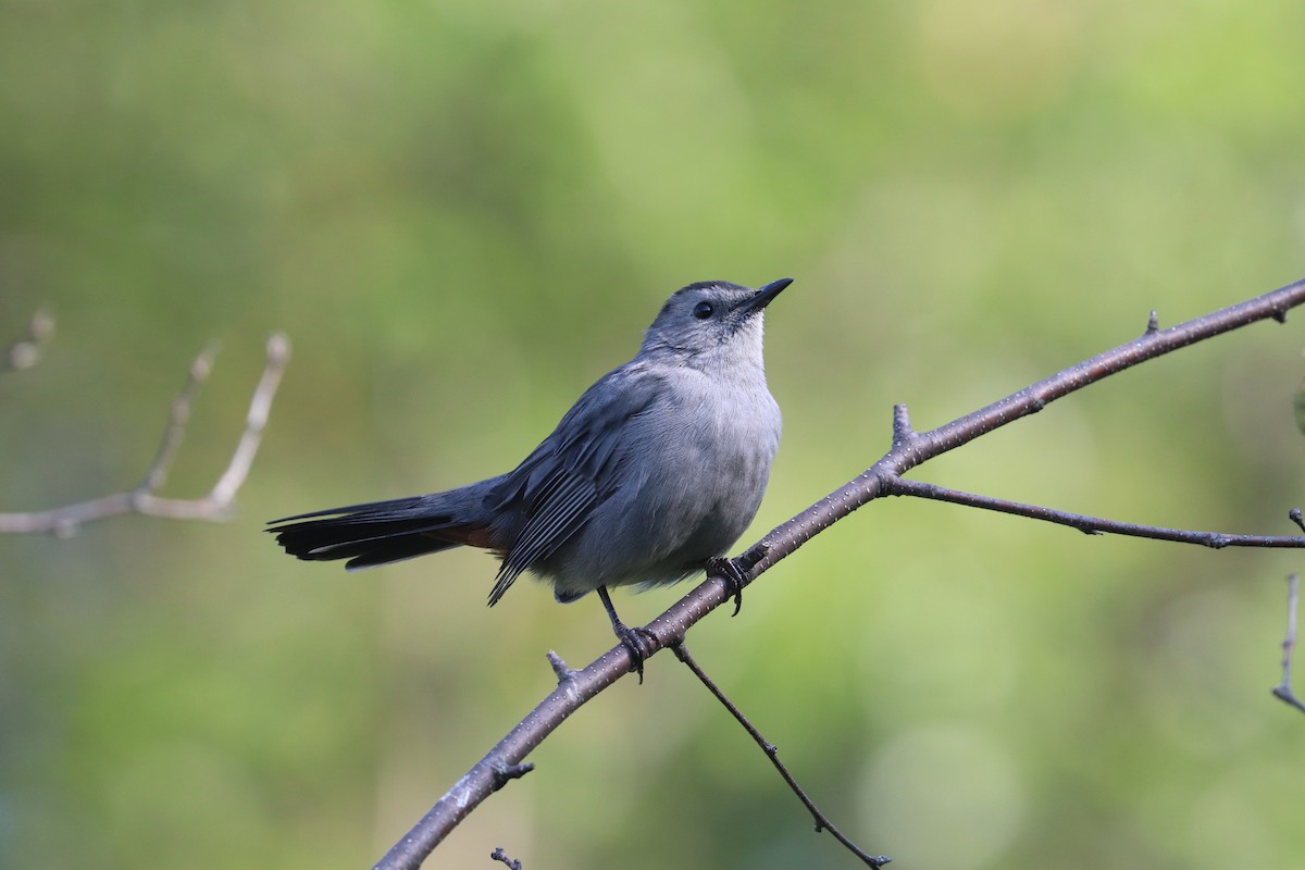 Gray Catbird - ML641618448