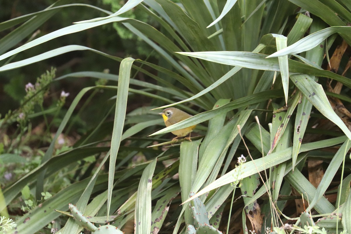 Common Yellowthroat - ML641618456