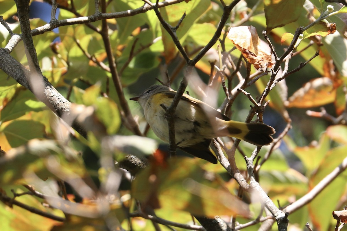 American Redstart - ML641618465