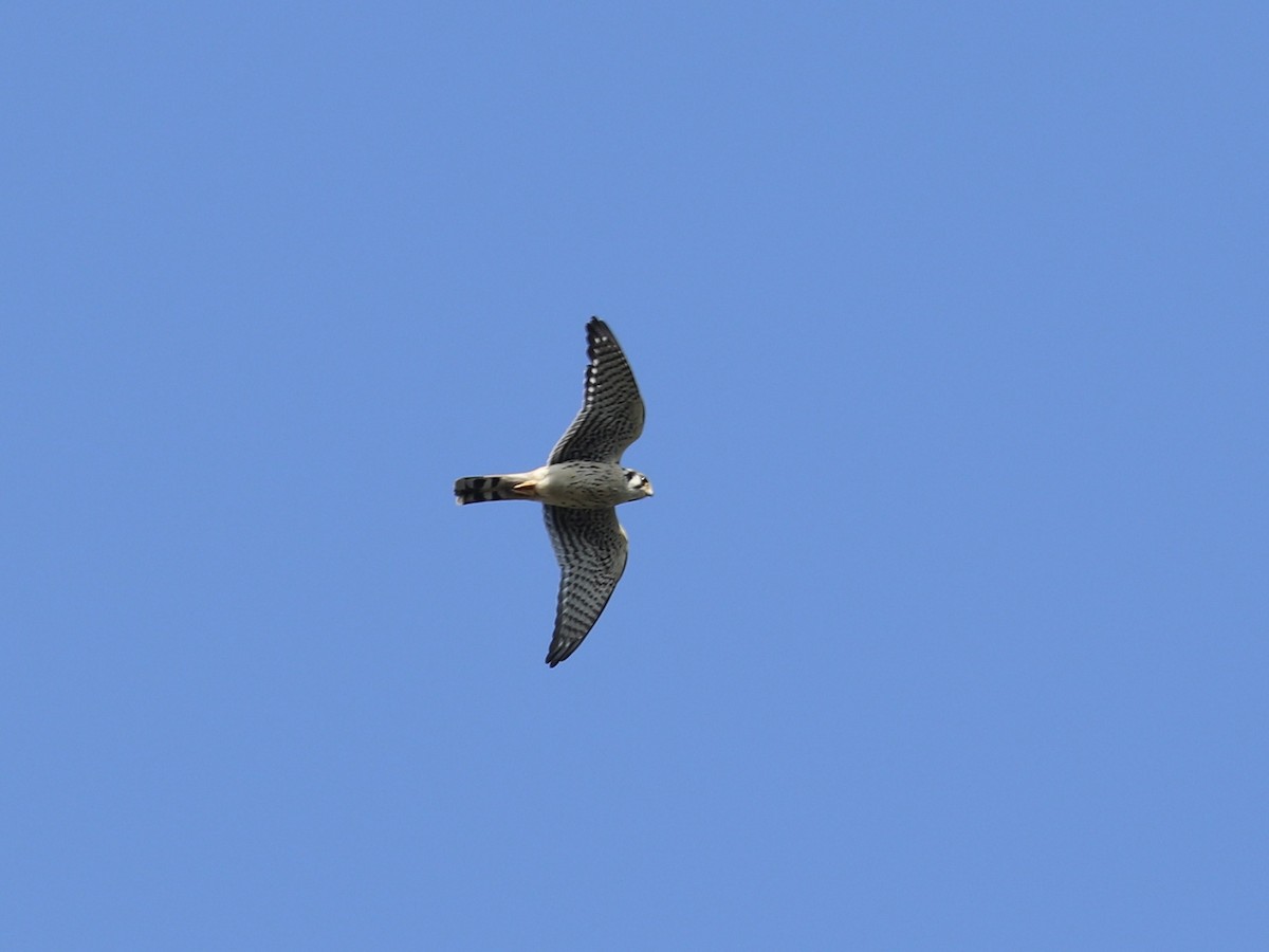American Kestrel - ML641618476