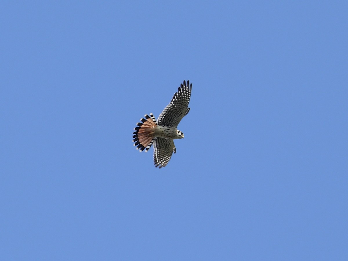 American Kestrel - ML641618477