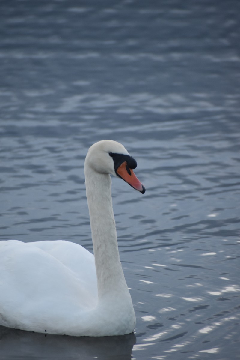 Mute Swan - ML641618494