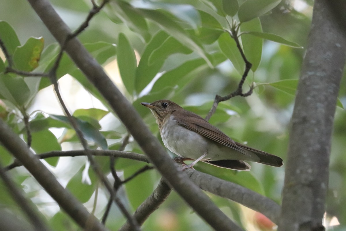 Veery - ML641618496