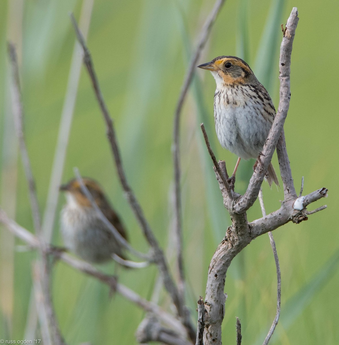 Saltmarsh Sparrow - ML64161851