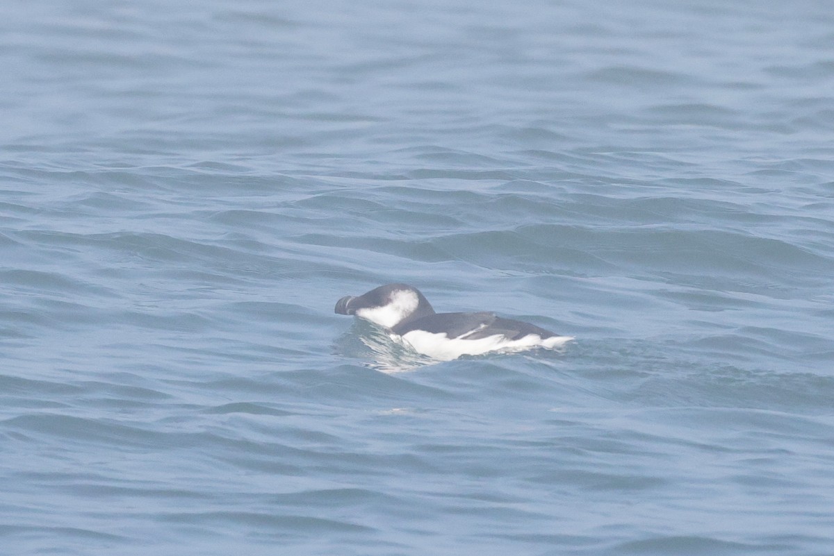 Razorbill - ML641618510