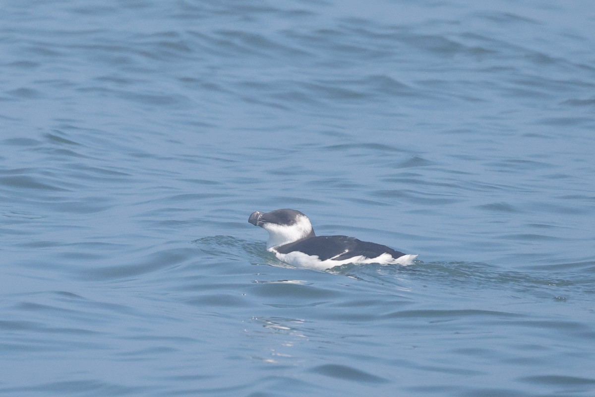 Razorbill - ML641618511