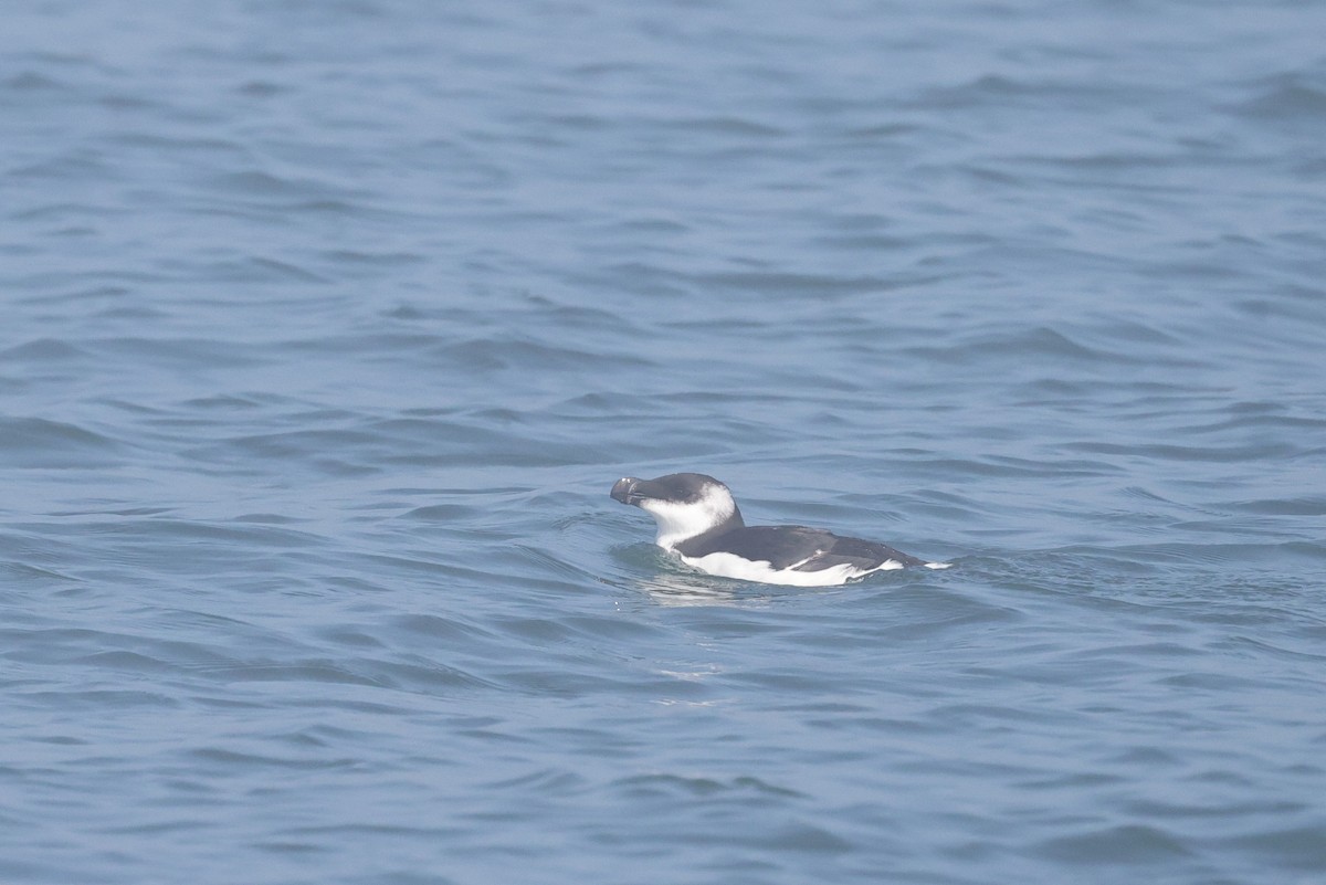 Razorbill - ML641618512