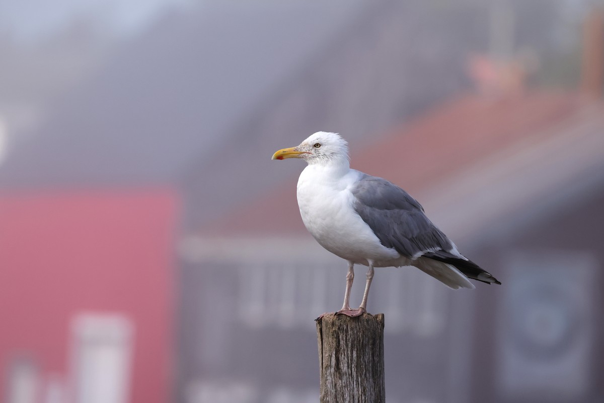 American Herring Gull - ML641618543