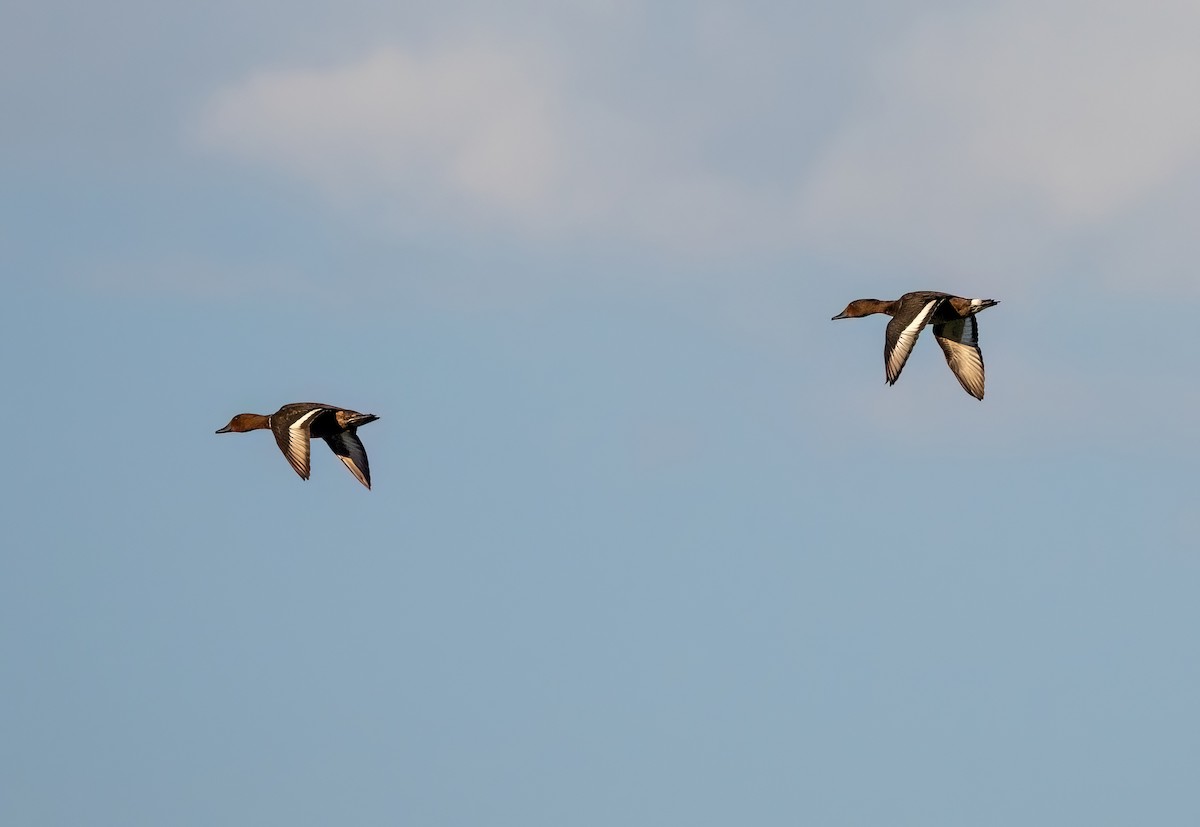 Ferruginous Duck - ML641618546