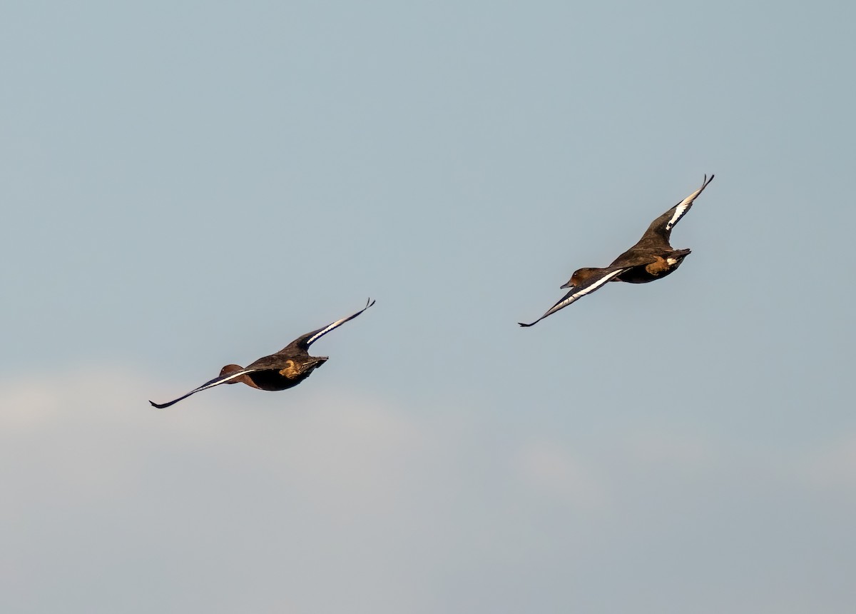 Ferruginous Duck - ML641618547