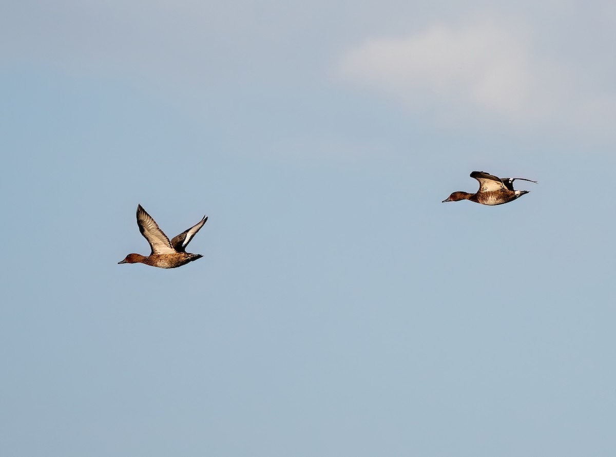 Ferruginous Duck - ML641618548