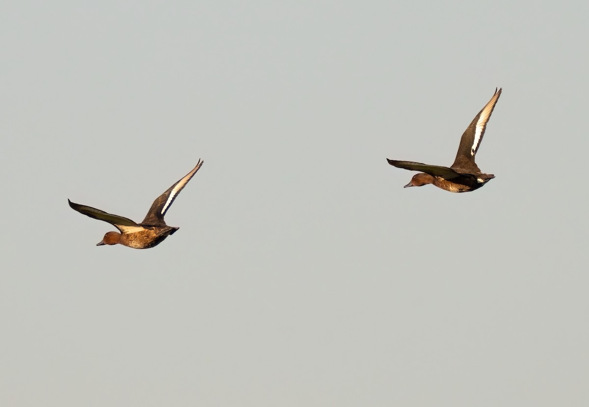 Ferruginous Duck - ML641618549