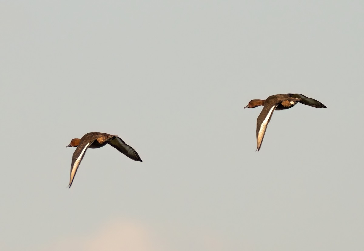 Ferruginous Duck - ML641618551