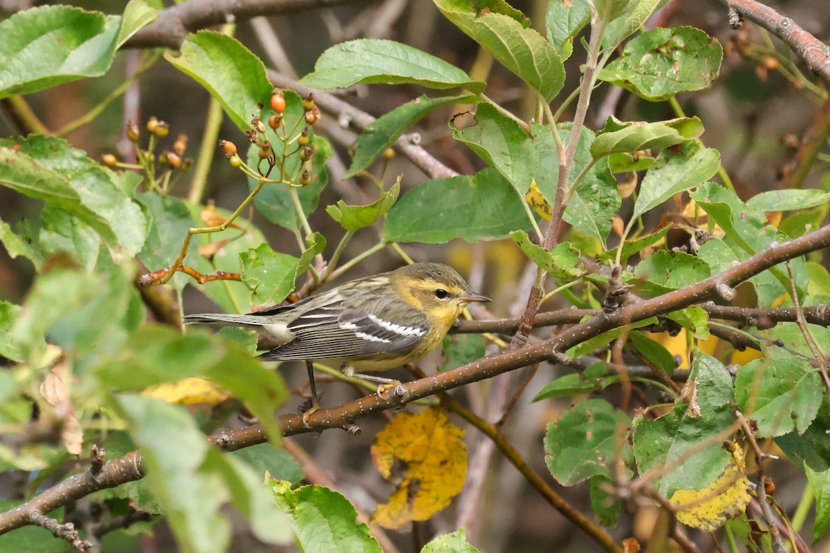 Blackburnian Warbler - ML641618571