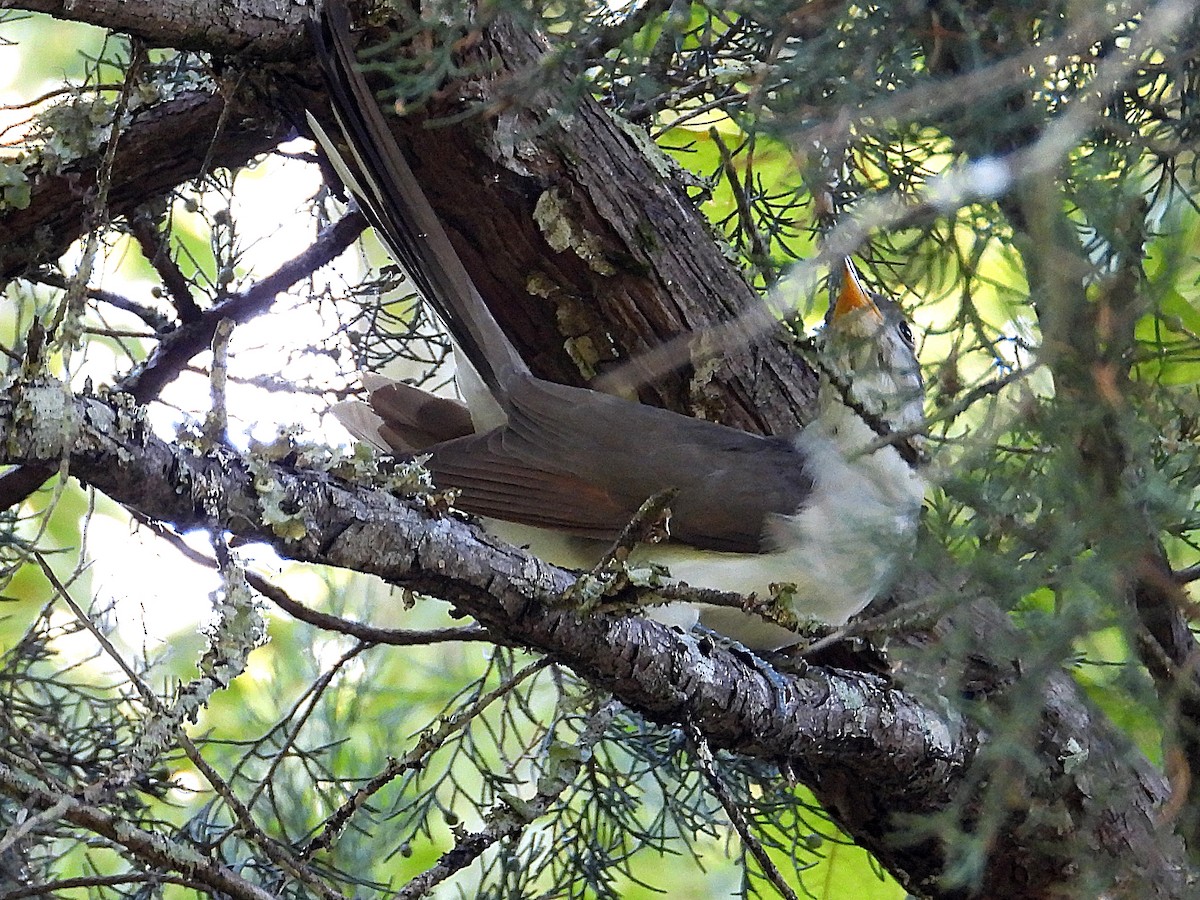 Yellow-billed Cuckoo - ML641618572