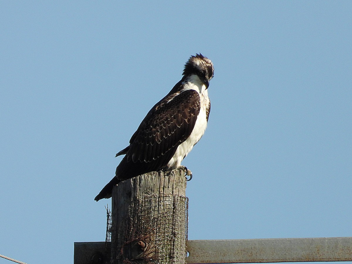 Osprey - ML641618591