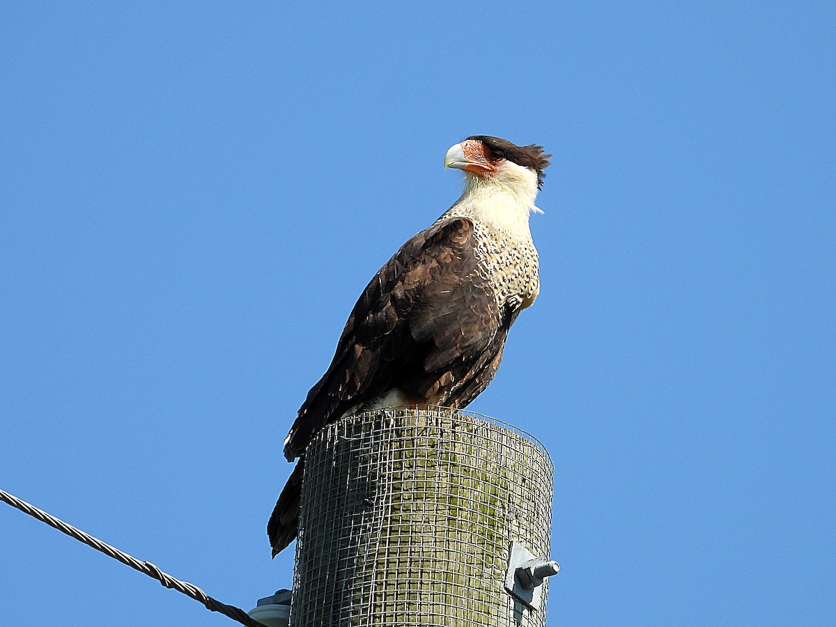 Crested Caracara - ML641618602