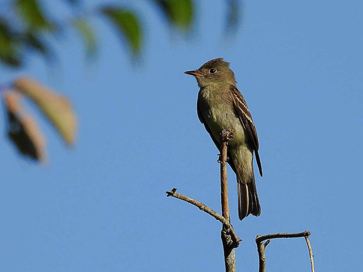 Eastern Wood-Pewee - ML641618605