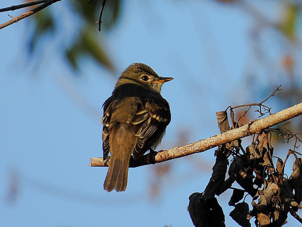 Alder Flycatcher - ML641618608