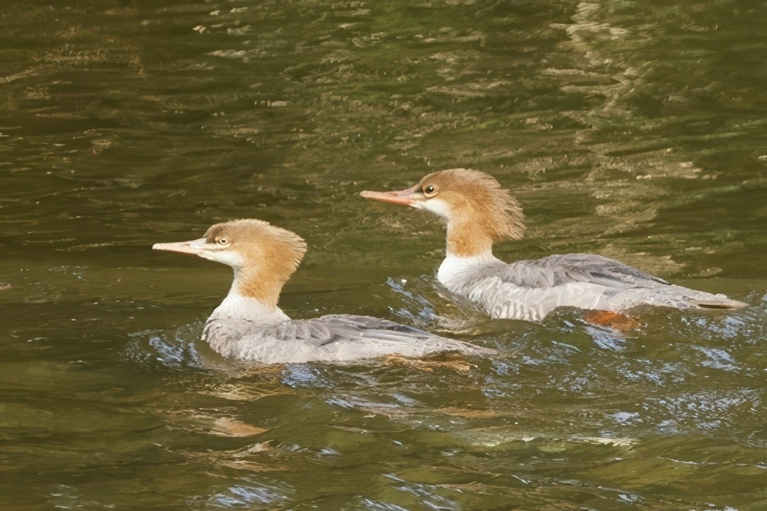 Common Merganser - ML641618624
