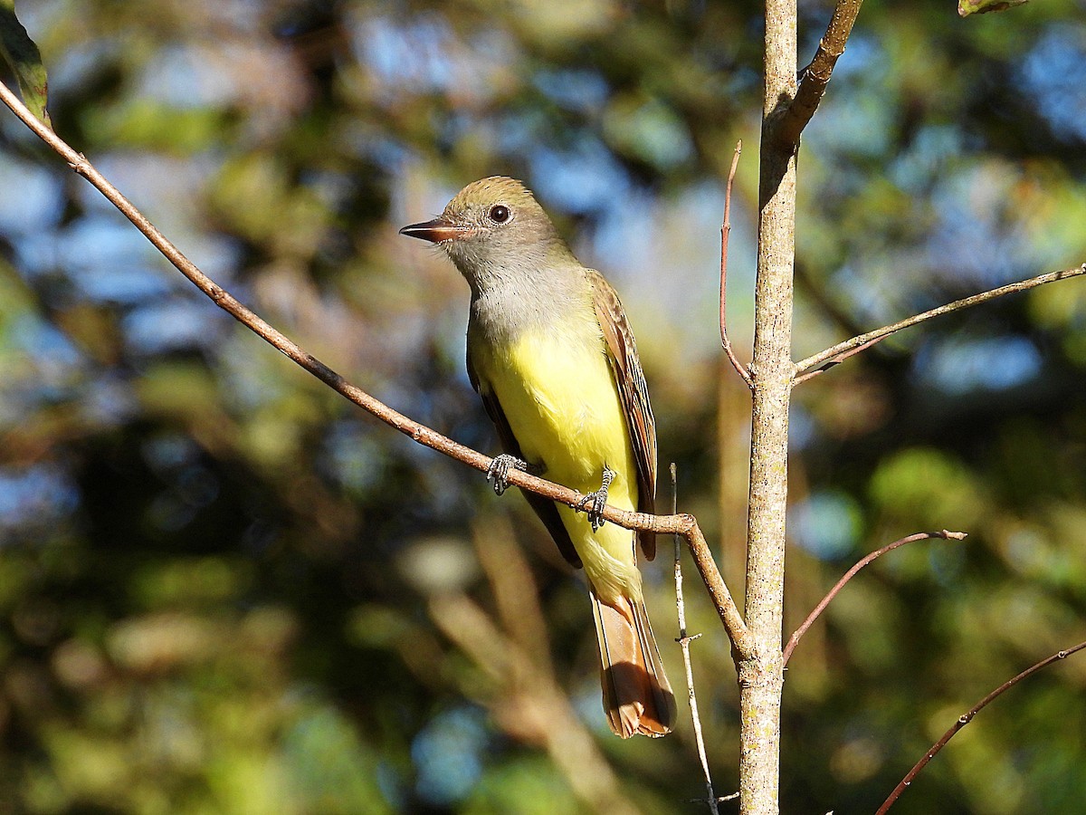 Great Crested Flycatcher - ML641618625