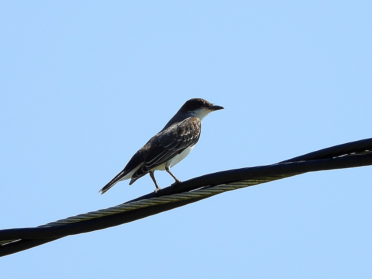 Eastern Kingbird - ML641618634