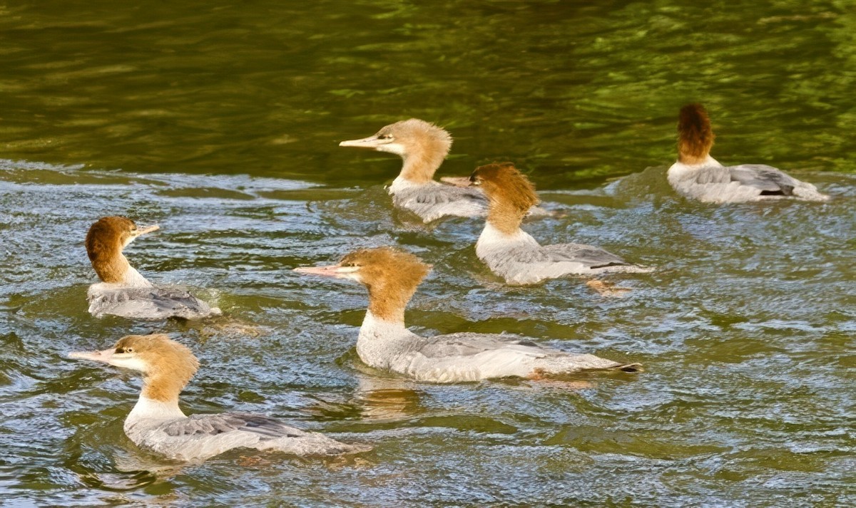 Common Merganser - ML641618635