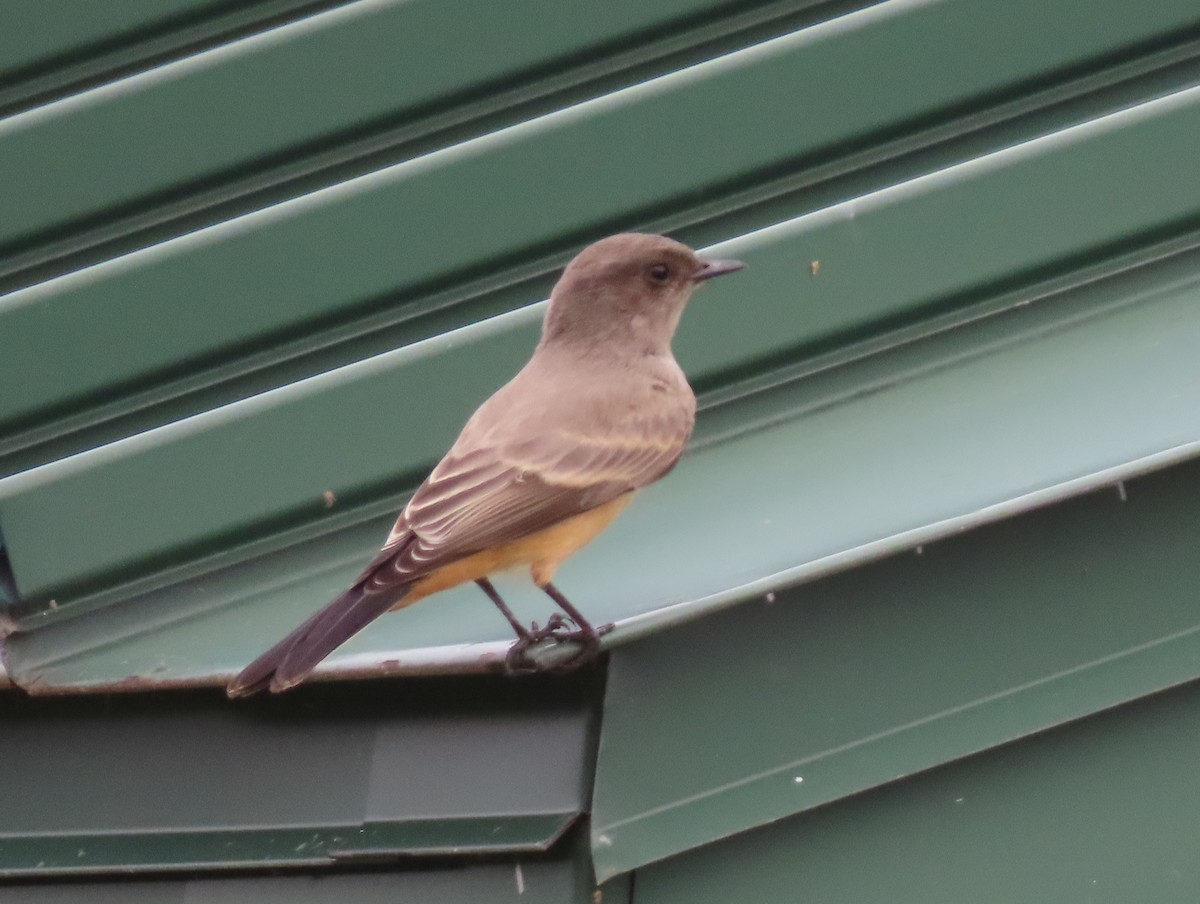 Say's Phoebe - ML641618637