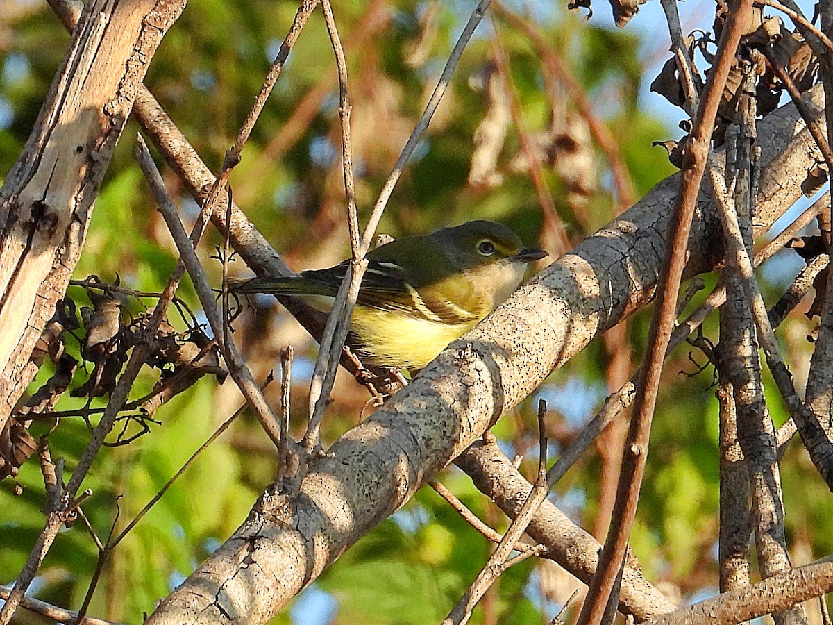 White-eyed Vireo - ML641618639