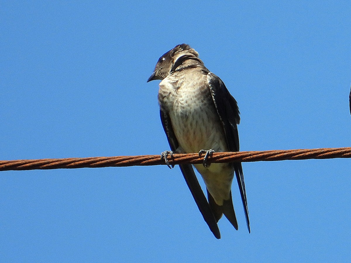Purple Martin - ML641618647