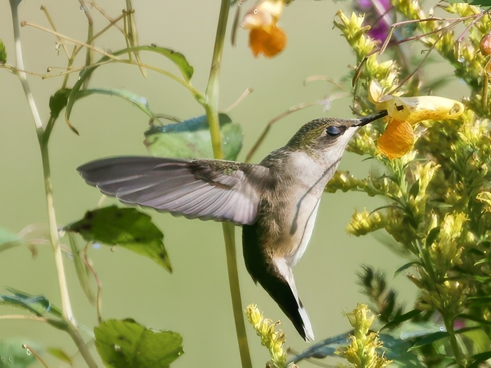 Ruby-throated Hummingbird - ML641618650