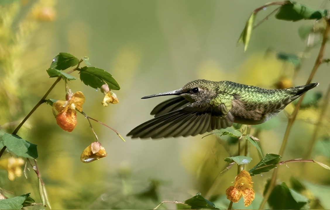 Ruby-throated Hummingbird - ML641618651